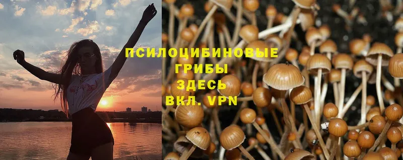 blacksprut ССЫЛКА  цена   Белокуриха  Псилоцибиновые грибы Psilocybe 